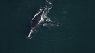  A photograph of the whale calf believed to have been killed, taken while it was still alive with its mother. 