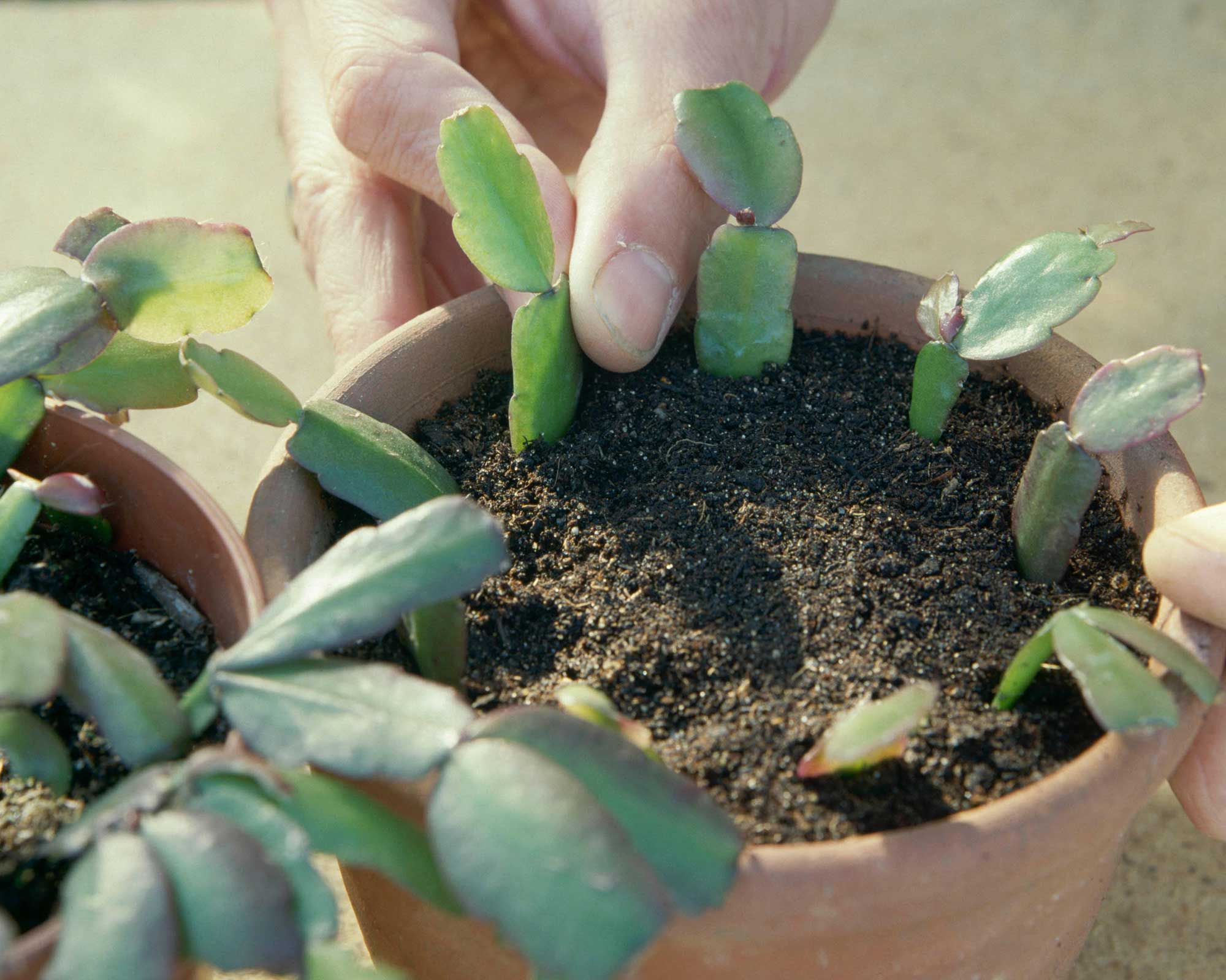 How To Grow A Christmas Cactus: Caring For This Indoor Plant | Gardeningetc