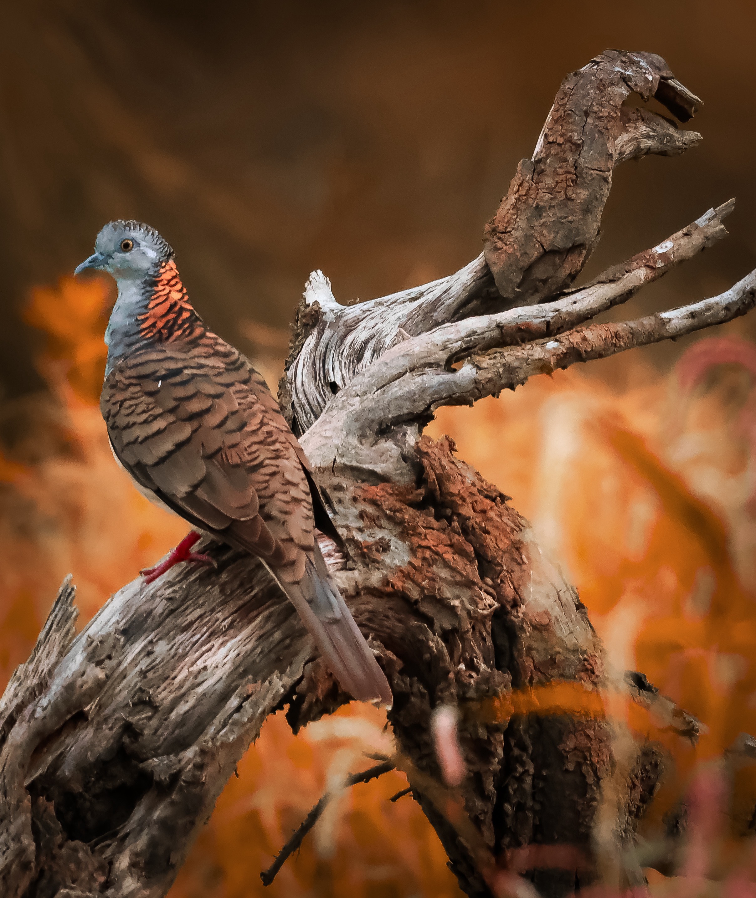 GuruShots - Nature March 2026