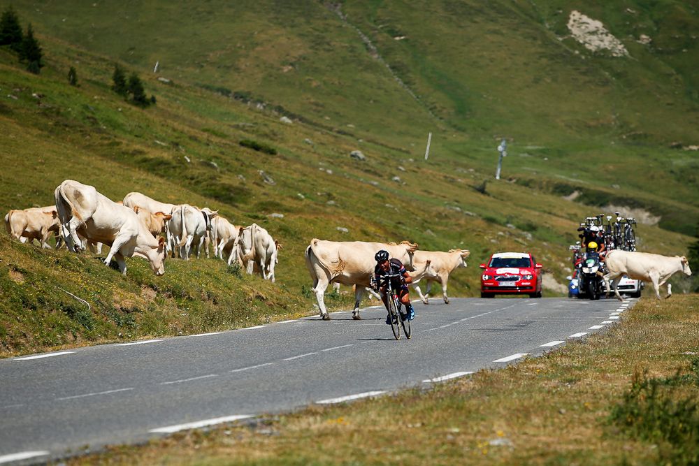 Warren Barguil (Giant-Alpecin) takes evasive action on the downhil of the Col du Tourmalet as cattle cross the road during stage eleven of the 2015 Tour de France