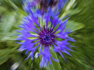 Purple flower and Zoom burst photo technique