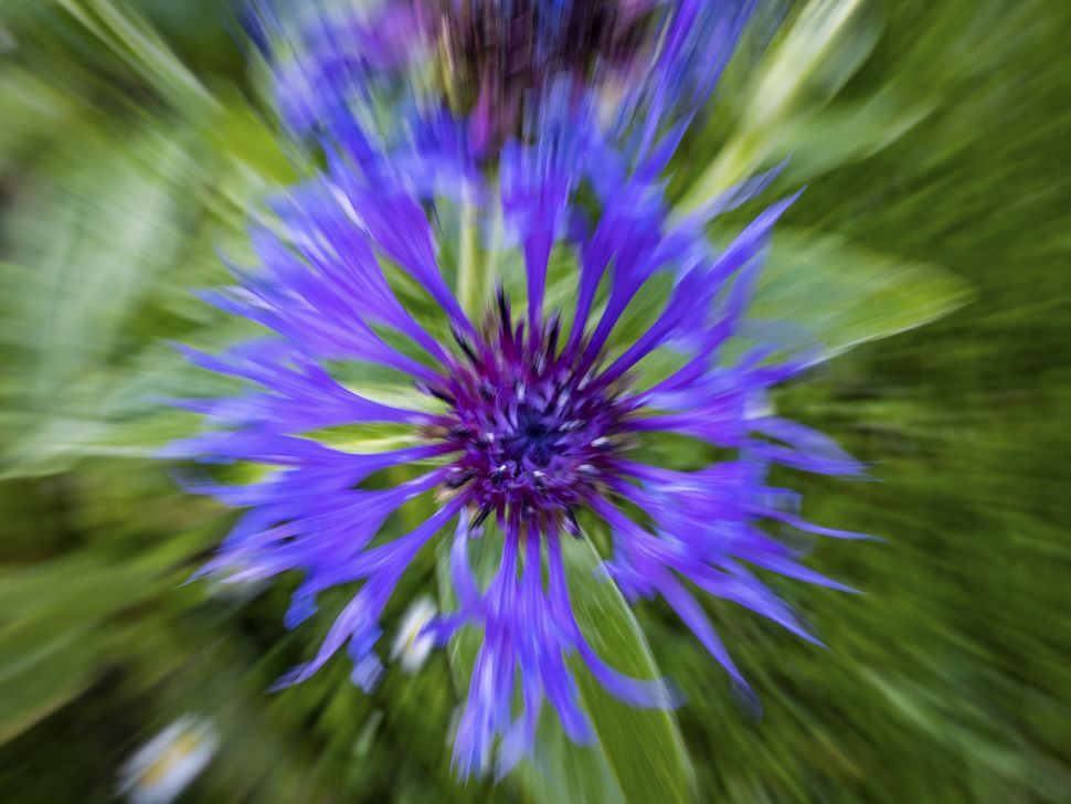 6 photography tricks for taking beautiful flower pictures | TechRadar