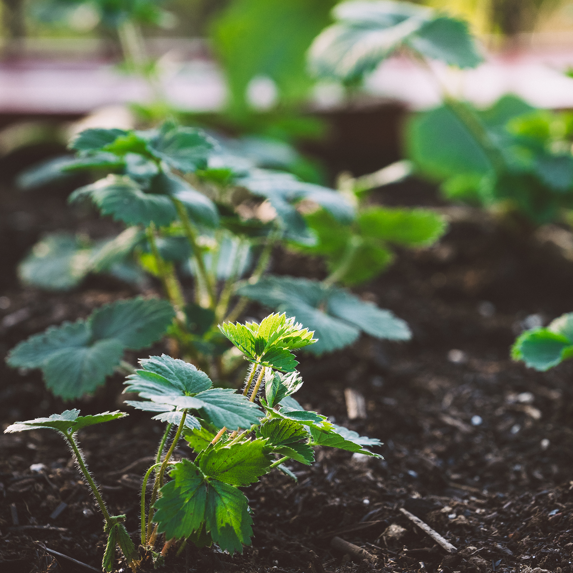 small strawberry plants in garden