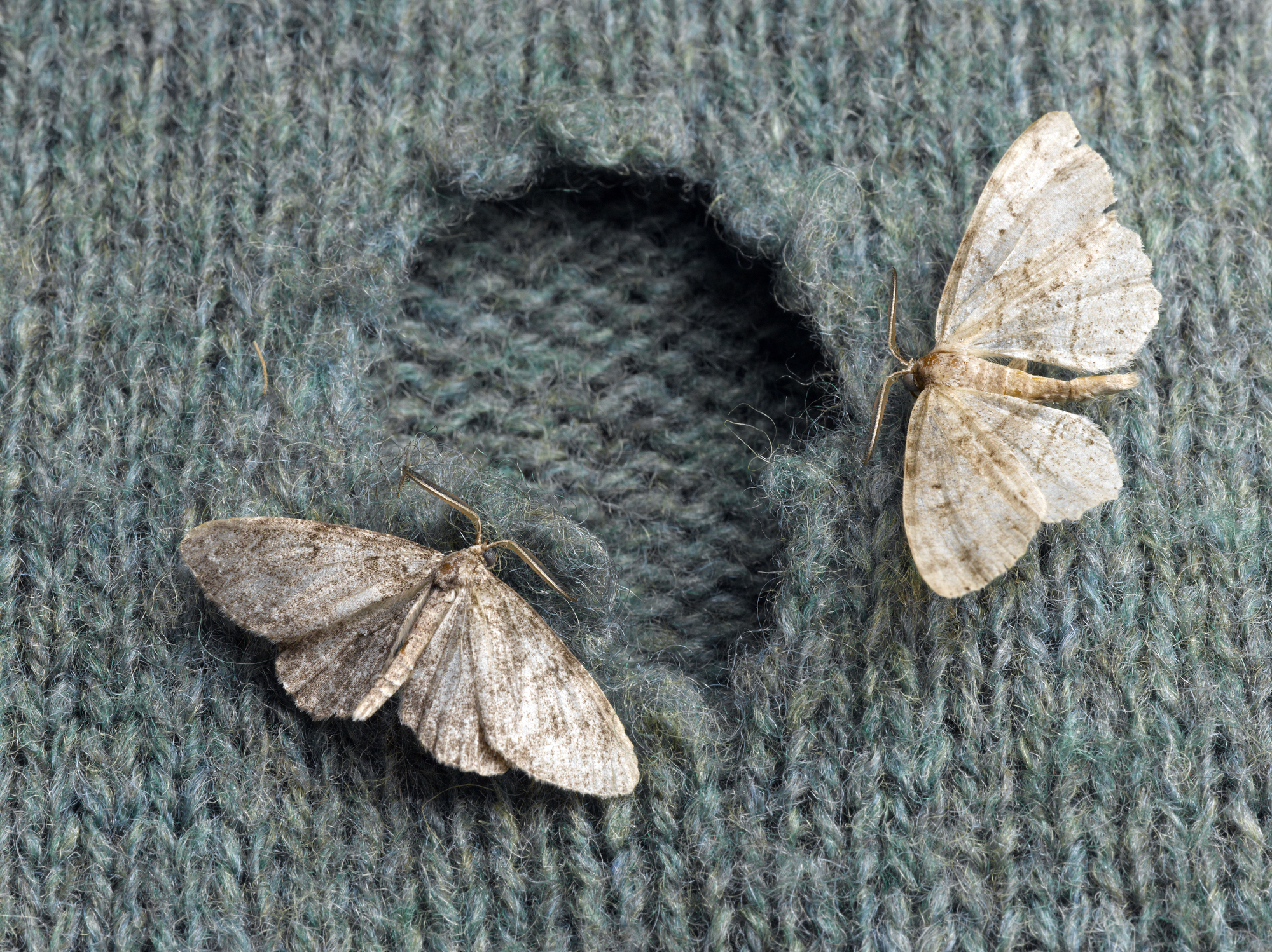 How to get rid of clothes moths naturally ⋆ Indoor Mood