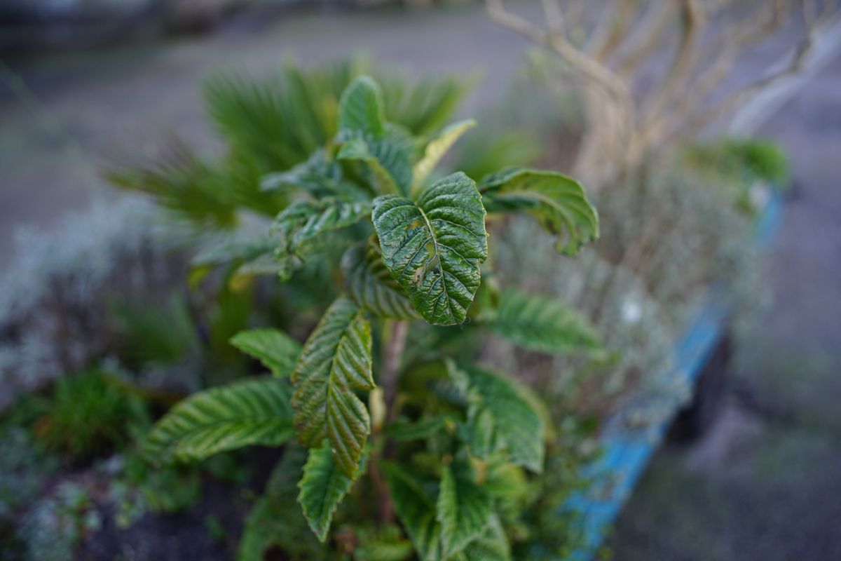 Viltrox AF 35mm f/1.2 Lab example shot