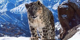 Snow Leopard Planet Earth 2 The BBC