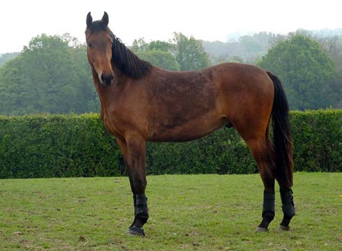 Young dressage prospect