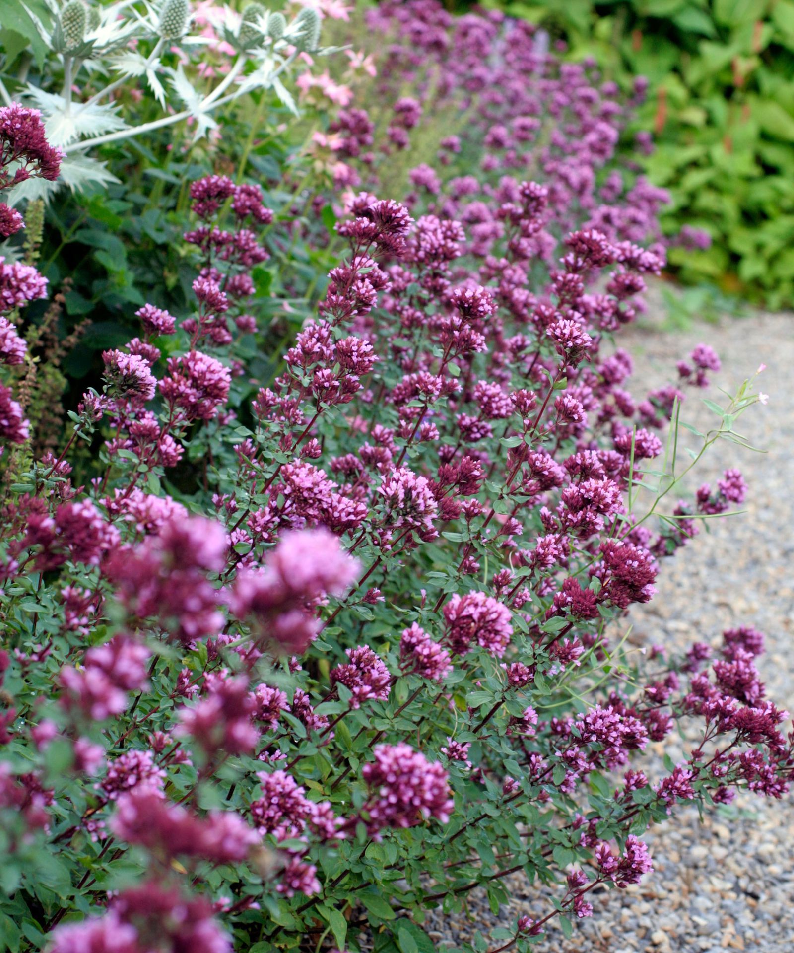 Best plants for butterflies 16 nectarrich options Gardeningetc