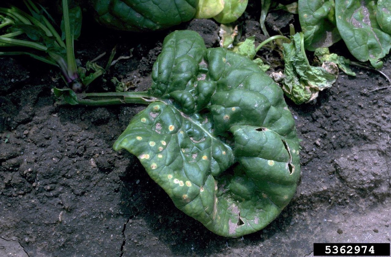 Spinach With Leaf Spots