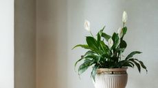 A peace lily plant in nude ceramic pot against beige wall