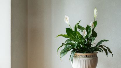 A peace lily plant in nude ceramic pot against beige wall