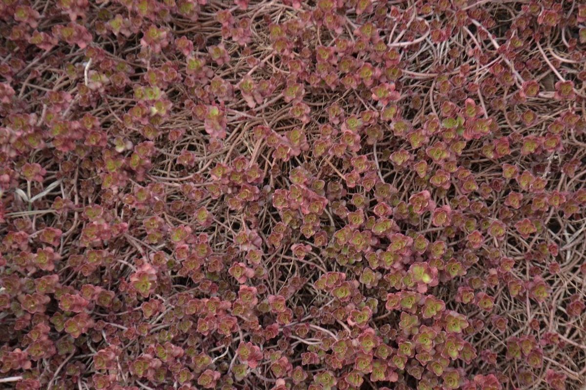 olivenbaum spezialist Künstlicher Olivenbaum 200 cm main image 1