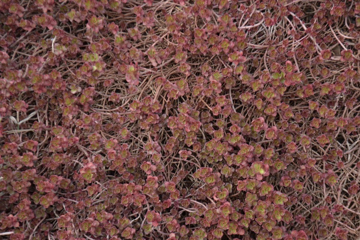 Dragon&amp;#39;s Blood Sedum Plants