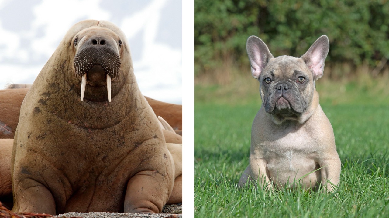 Side-by-side comparison of a walrus and a French bulldog, both featuring compact builds, expressive faces and what can only be described as squishy features.