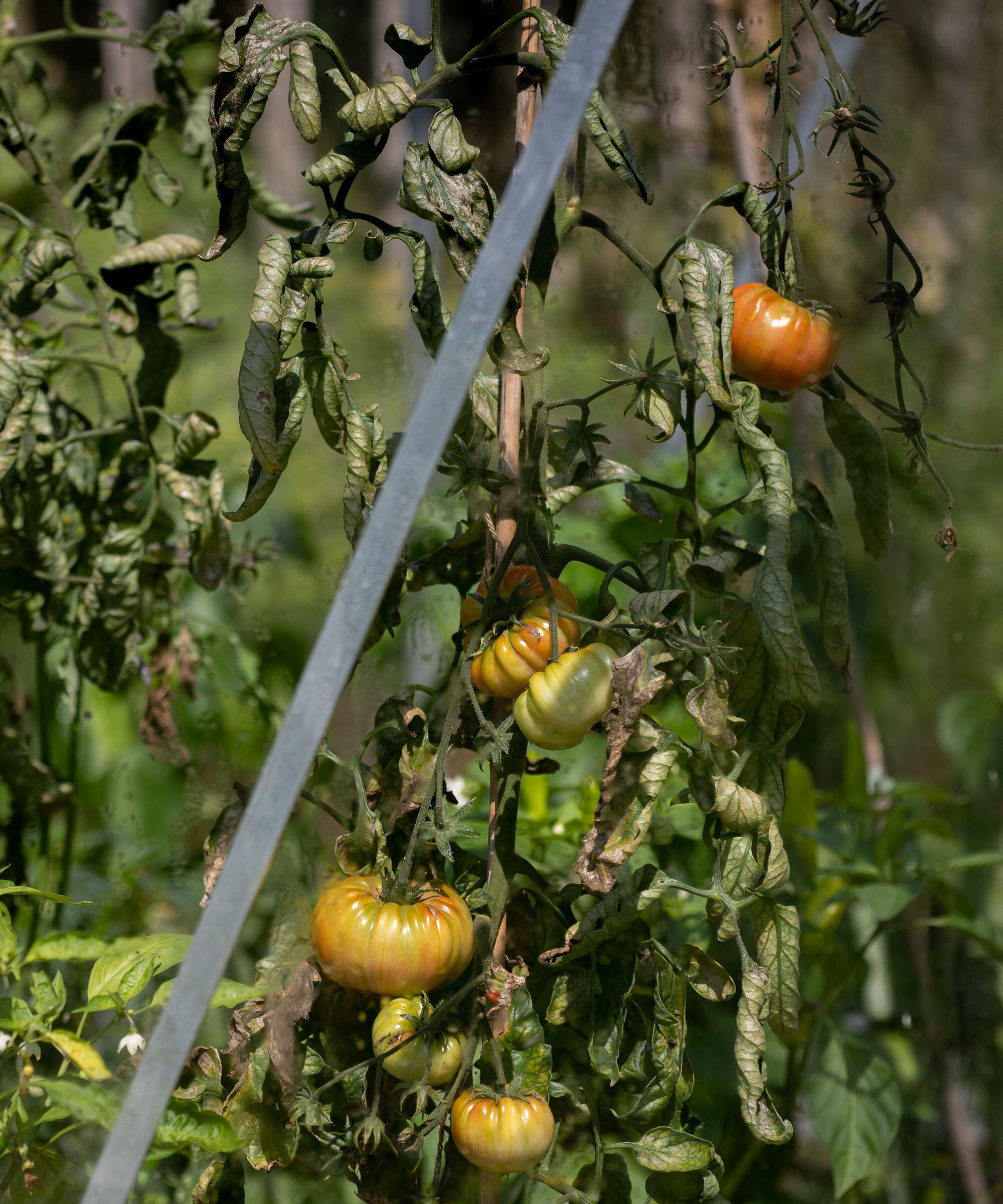 Overwatering plants: identify, avoid, and repair the damage | Gardeningetc