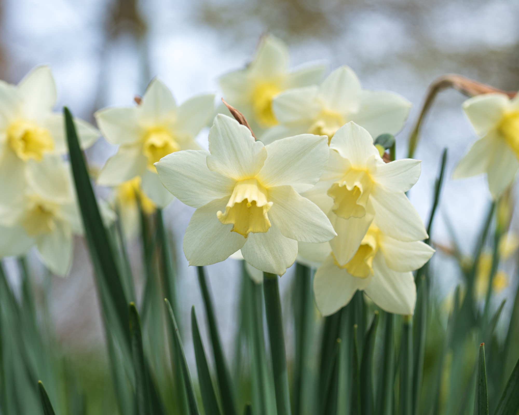 daffodils in spring garden