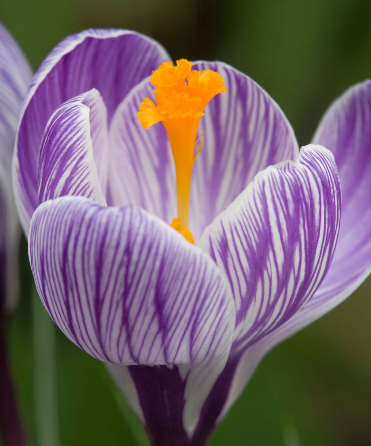 Best spring flowering plants 25 picks for seasonal blooms Gardeningetc