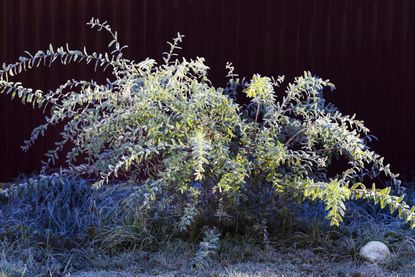 dappled willow