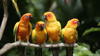 Sun Conure