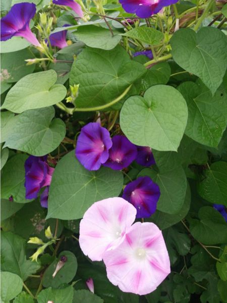 Purple Morning Glory Vines