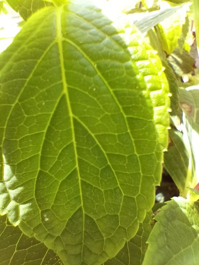 Oneplus Nord N200 5g Macro 3