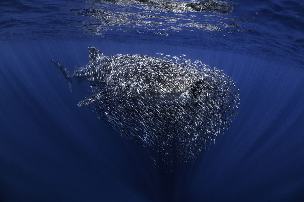 Underwater Photographer of the Year 