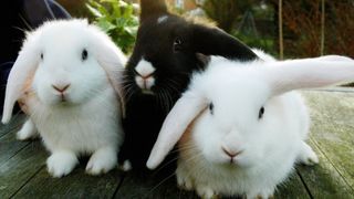 Three rabbits sitting together