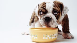 Dog eating from its dog bowl