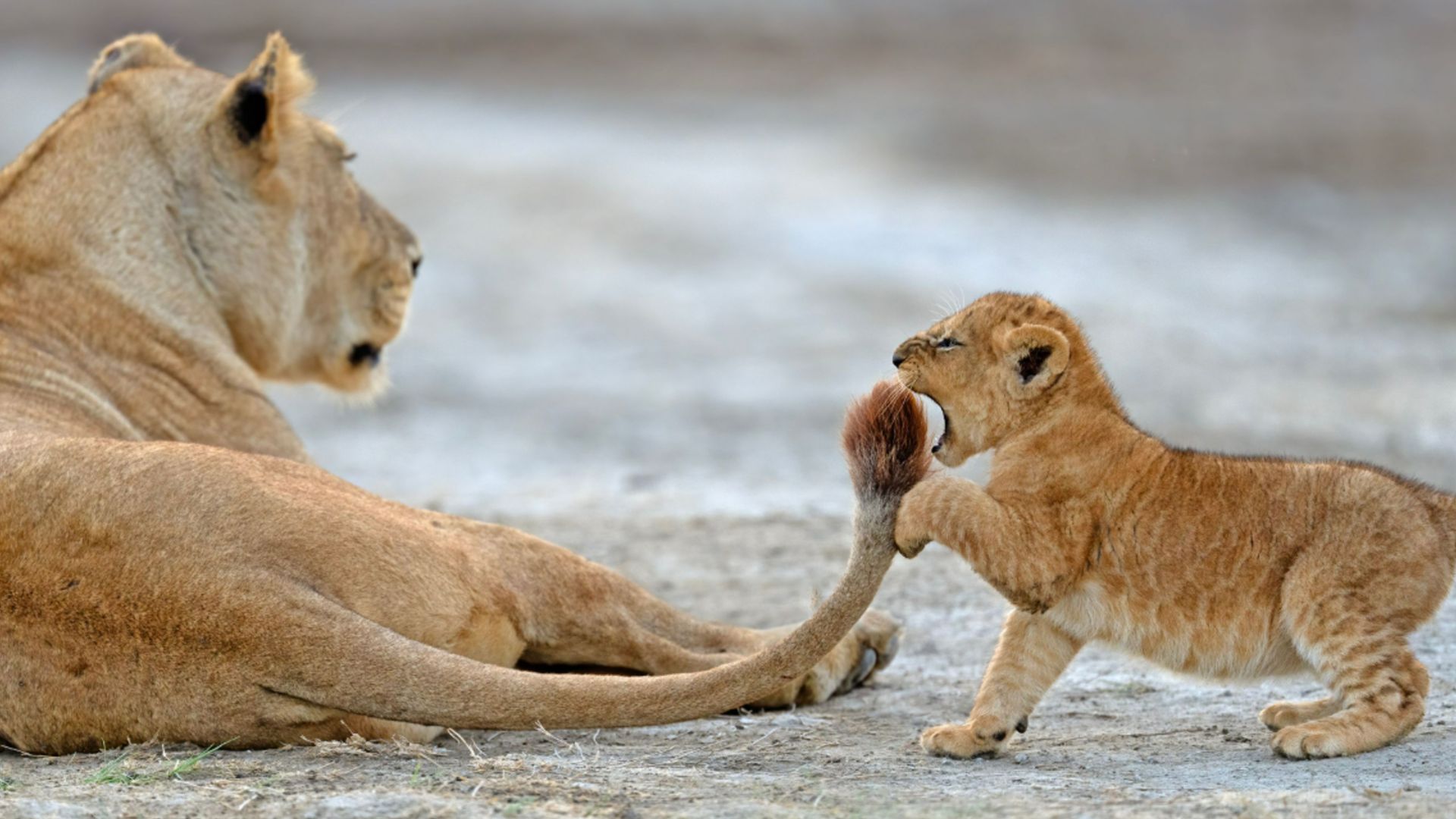 
                                A playful lion cub tries to bite its mother&#039;s tail at the Ngorongoro Conservation Area in Tanzania
                            