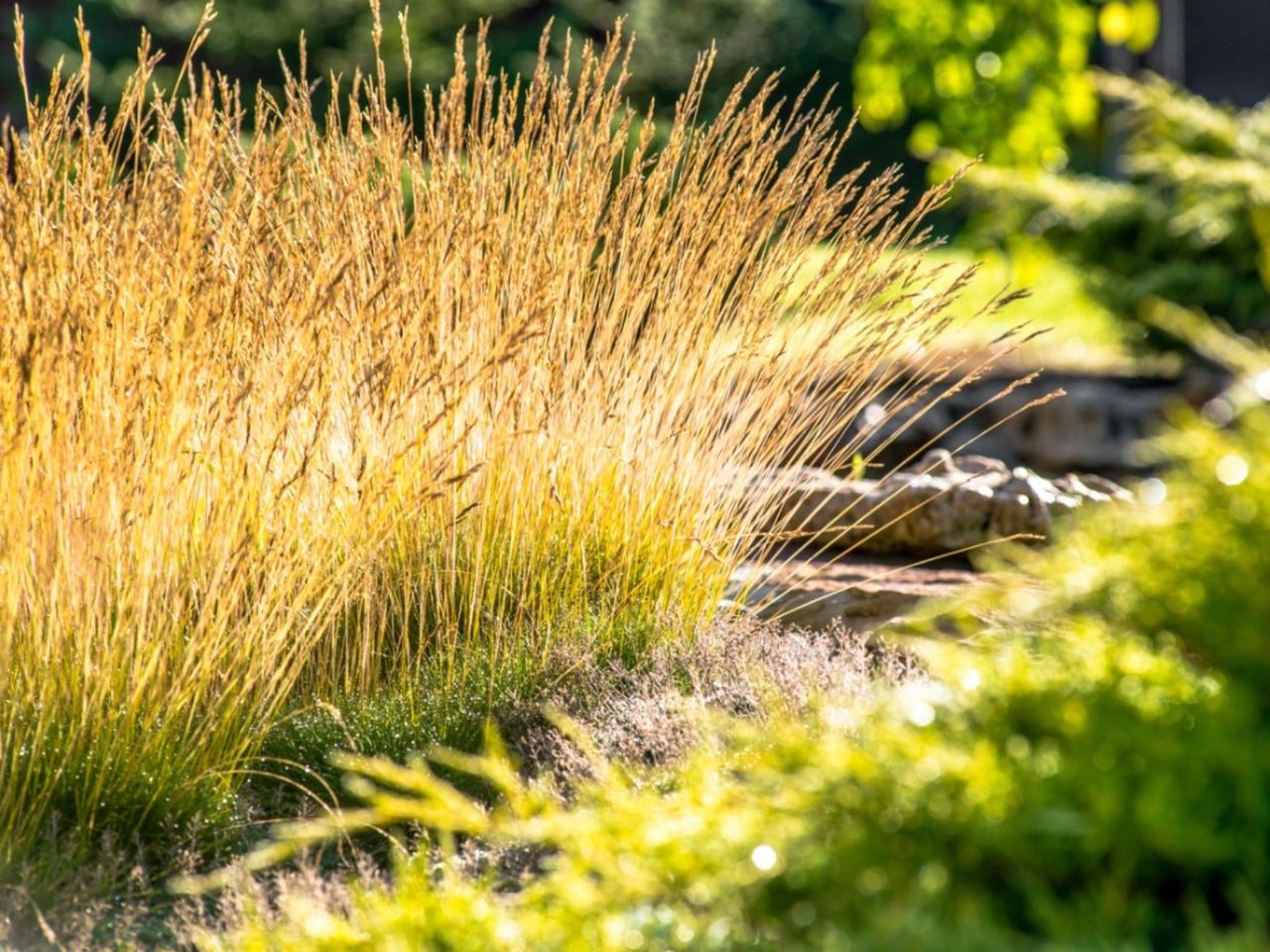 Many golden tufts of ornamental grass growing outdoors in the sunshine