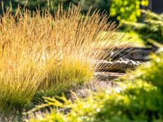 Many golden tufts of ornamental grass growing outdoors in the sunshine