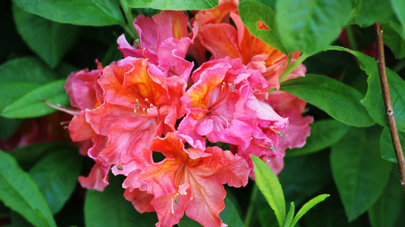 Bright pink and orange swirled azalea flowers