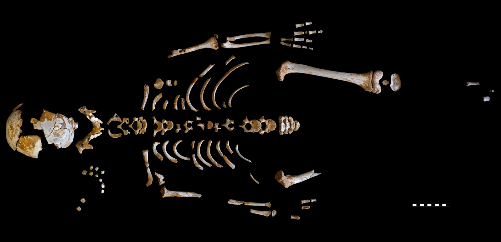 How Neanderthals Got Their Unusually Large Brains 