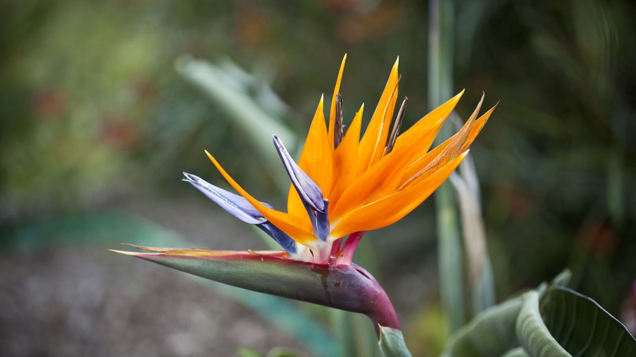 Strelitzia, bird of paradise, in flower