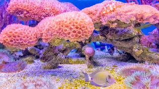 Colorful coral reefs