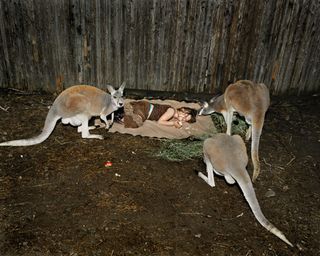 A girl lying on a blanket on the ground surrounded by three kangaroos.