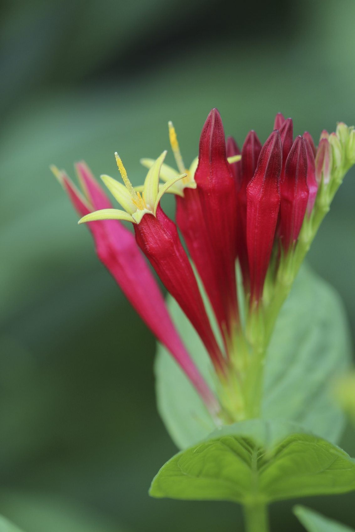 Indian Pink Wildflowers