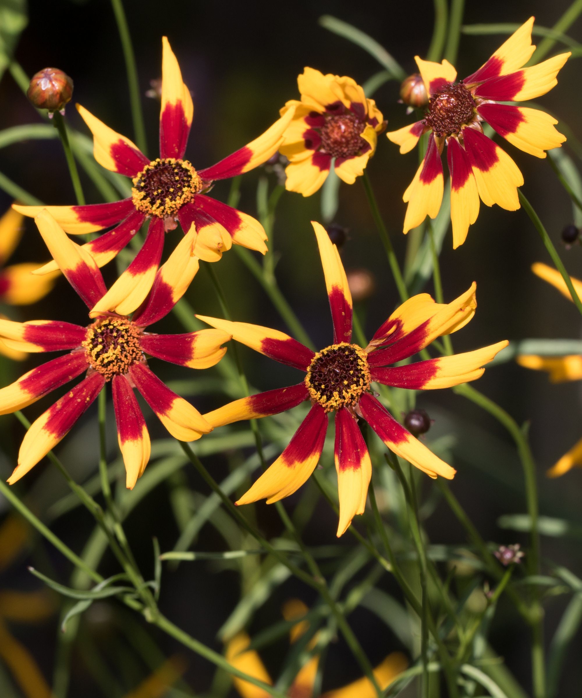 Red and yellow tickseed flowers