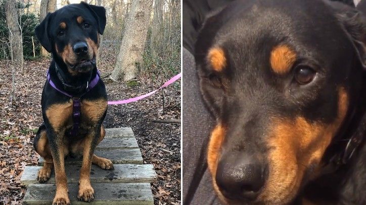 rottweiler refuses to give handshake