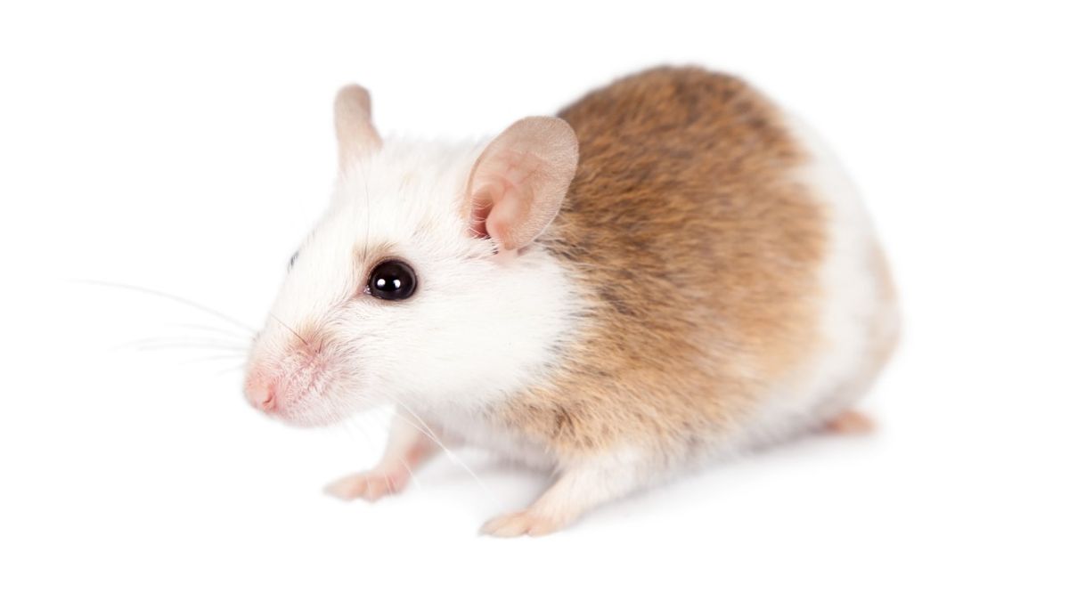What are the best small pets? | PetsRadar