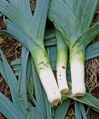 Toledo leek