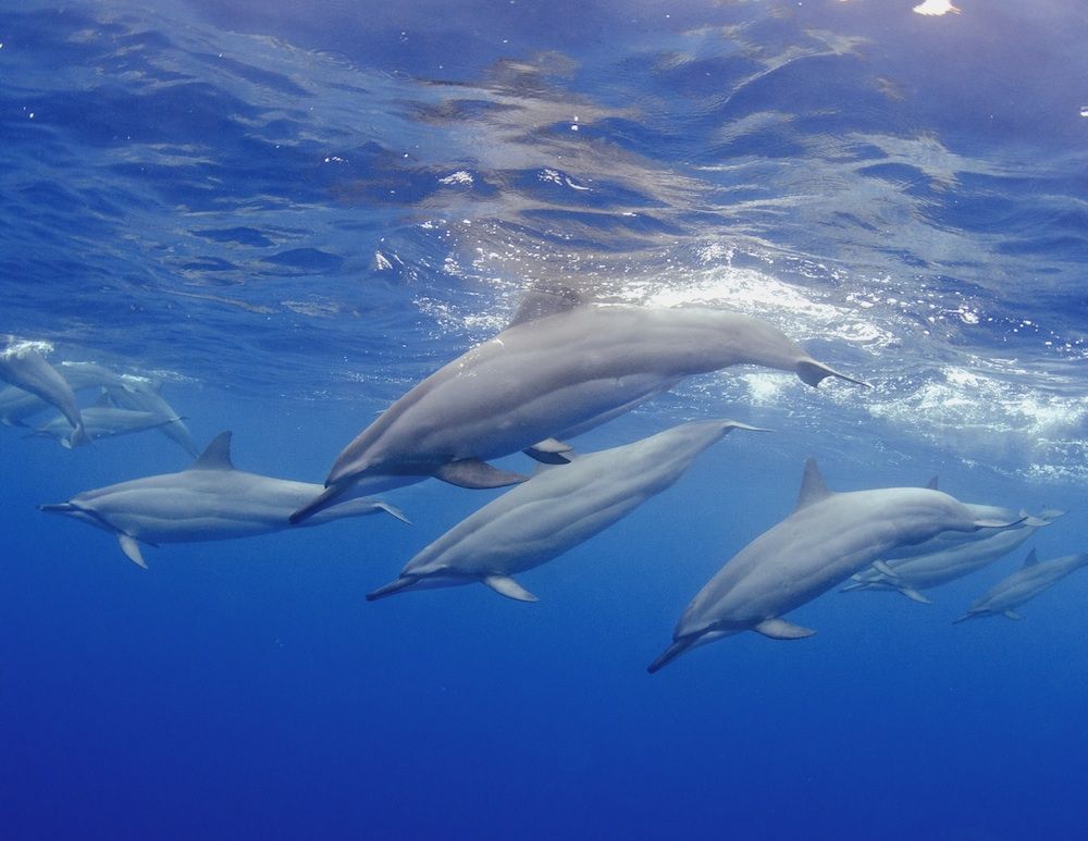 Bottlenose dolphins hawaii