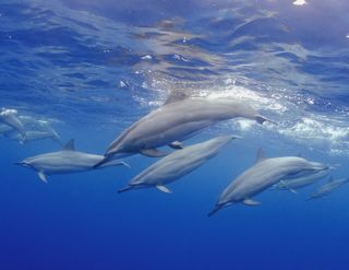 Bottlenose dolphins hawaii