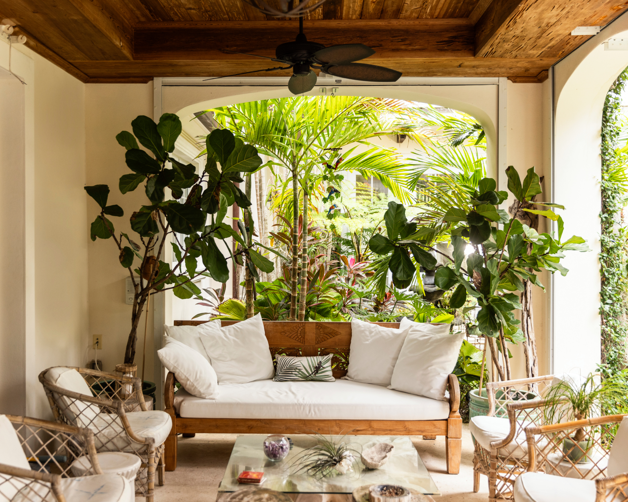Potted fiddle leafe fig trees on porch, flanking wicker patio furniture