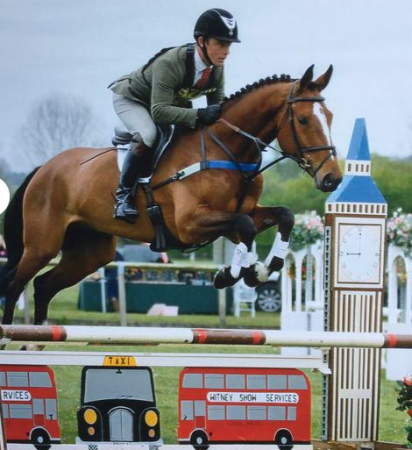 horses for sale gloucestershire