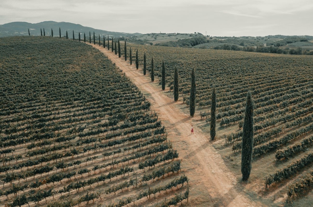 Vineyard in Tuscany