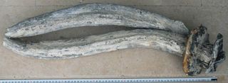 Researchers think this lead tube from the ship's keel (shown here after recovery) may have been connected to a pump that sucked up water for an onboard fish tank.