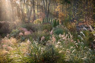 Best in Show winners revealed in RHS garden photography contest