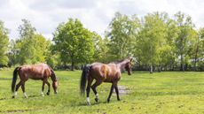 HAH00.lb_stockspring23.Field_and_Turnout_4R2A1644.jpg