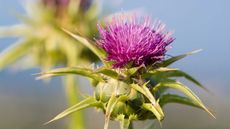 milk thistle flower